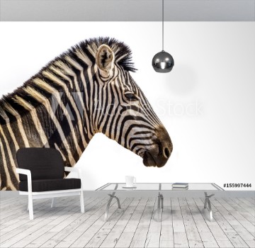 Picture of Plains zebra portrait isolated in white background